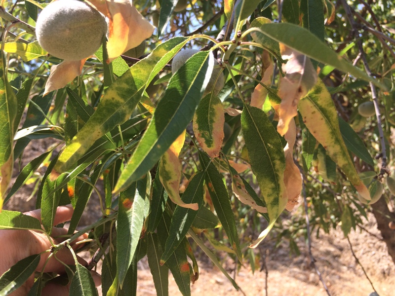 xylella